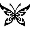 29. Papillon Tribal